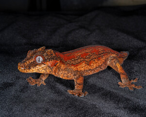 Gargoyle Gecko, Rhacodactylus auriculatus