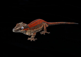 Gargoyle Gecko, Rhacodactylus auriculatus