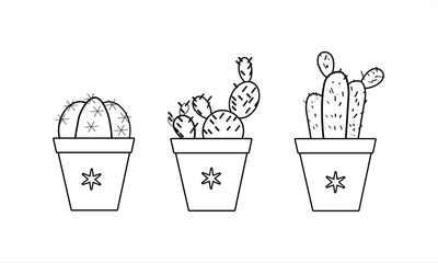 three types of cactus flowers in pots