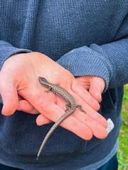 Fototapeta premium Northern Alligator Lizard on Hand in Oregon