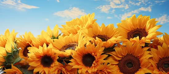 The sunny sky and beautiful nature set the perfect background for the vibrant yellow sunflowers to bloom adding a touch of elegance to the scenery