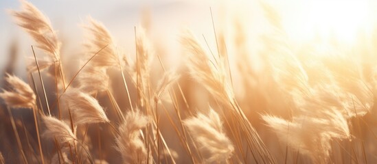 pampas grass in a field in the sun. banner - obrazy, fototapety, plakaty