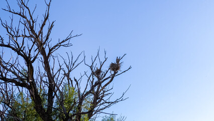 Great Blue Heron Nests in Towering Tree