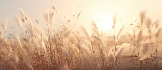 Foto op Plexiglas pampas grass in a field in the sun. banner © InfiniteStudio