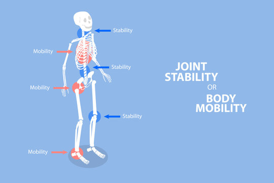 3D Isometric Flat Vector Illustration of Joint Stability Or Body Mobility , Human Skeleton Movement and Position