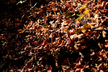Autumn yellow leaves on the ground close up