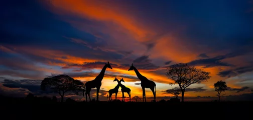 Fotobehang Panorama silhouette Giraffe family and tree in africa with sunset.Tree silhouetted against a setting sun.Typical african sunset with acacia trees in Masai Mara, Kenya © noon@photo