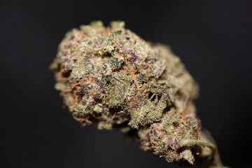 Cannabis bud close up medical grass smoking amazing purple flowering Cali forbidden fruit variety macro background high quality focus stack fifty megapixels instant printings