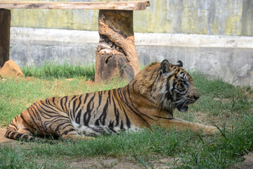 The tiger (Panthera tigris) is the largest living cat species from the genus Panthera.