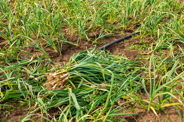 Obraz premium Pile of freshly harvested green young garlic on farm field on sunny spring day. Rich harvest concept..