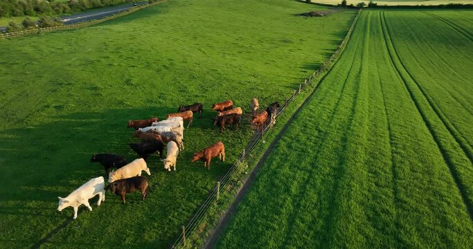 The cattle are loose grazing in the meadow in 4k