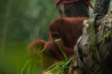 Obraz premium Male orangutan eating leaves behind the tree