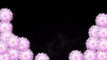 Happy Mother's Day animation with flower frame. Mimosa Pudica wallpaper with black background.