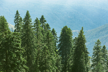 Spruce trees on the mountain cliffs.