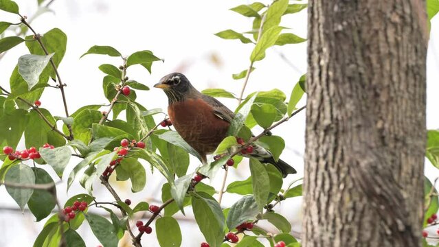 American Robin (Turdus migratorius) eats berries in the autumn forest. Delaware (USA).