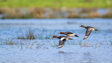 Eurasian Wigeon, Mareca penelope, birds in flight over Marshes