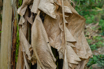Dried Banana leaf texture very good for background.