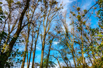 View of the treetops from the park in sunny autumn