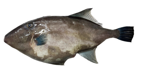 【PNG透過】ピチピチの獲れたて新鮮なカワハギ　　日本の魚
