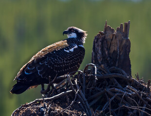 Osprey looking for mate