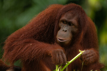 Orangutan eating the grass during the rainy day, dark green background