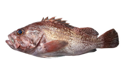 【PNG透過】ピチピチの獲れたて新鮮なソイ　日本の魚