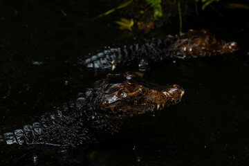 Portrait of the two Caimans over dark background on a rainy day from Ecuador