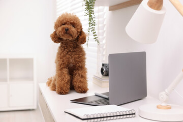 Cute Maltipoo dog on desk near laptop and notebook at home
