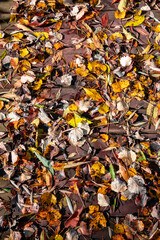Beautiful looking autumn in sunny weather in the park