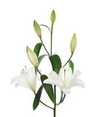 Beautiful fresh lily plant isolated on white