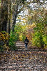 Beautiful looking autumn in sunny weather in the park
