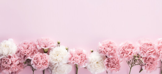 pink and white flowers carnation - obrazy, fototapety, plakaty