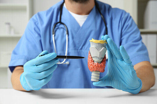 Endocrinologist showing thyroid gland model at white table in hospital, closeup