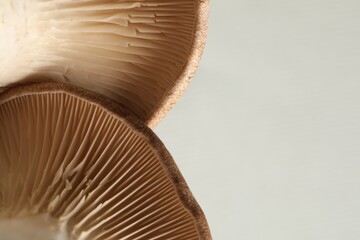 Macro photo of oyster mushrooms on light grey background. Space for text