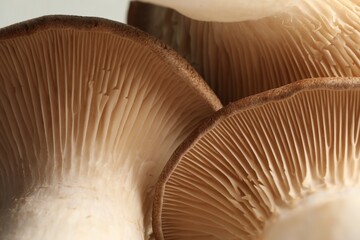 Macro photo of oyster mushrooms on light background - obrazy, fototapety, plakaty