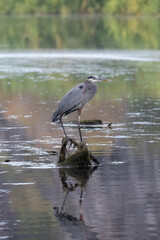 Blue Heron in Salt River near Mesa Arizona United States