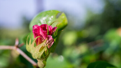 Photograph of the blooming flowers of the medicinal plant, Gossypium arboreum L., Ceylon cotton, Tree cotton, Chinese cotton
