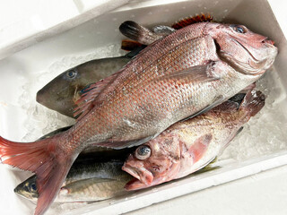 漁港の市場直送の獲れたてピチピチ鮮魚の詰め合わせボックス　
