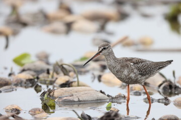 The spotted redshank (Tringa erythropus) is a wader (shorebird) in the large bird family...