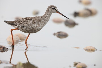 The spotted redshank (Tringa erythropus) is a wader (shorebird) in the large bird family Scolopacidae. 