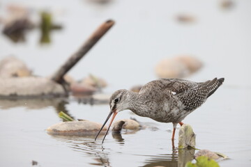 The spotted redshank (Tringa erythropus) is a wader (shorebird) in the large bird family Scolopacidae. 