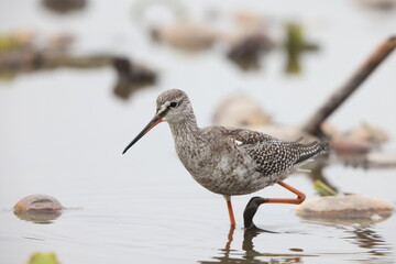 The spotted redshank (Tringa erythropus) is a wader (shorebird) in the large bird family Scolopacidae. 