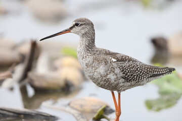 The spotted redshank (Tringa erythropus) is a wader (shorebird) in the large bird family Scolopacidae. 