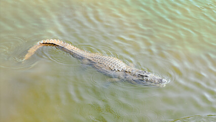 crocodile swimming on water in the tropics, top-down view