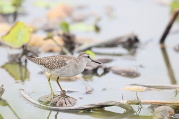 The wood sandpiper (Tringa glareola) is a small wader. This Eurasian species is the smallest of the shanks, which are mid-sized long-legged waders of the family Scolopacidae. - obrazy, fototapety, plakaty