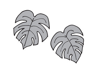 モンステラの手描きイラスト