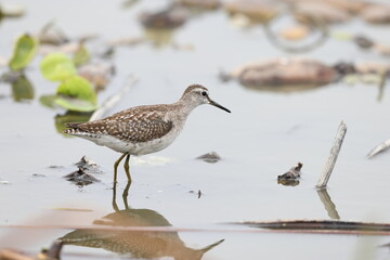 The wood sandpiper (Tringa glareola) is a small wader. This Eurasian species is the smallest of the shanks, which are mid-sized long-legged waders of the family Scolopacidae.