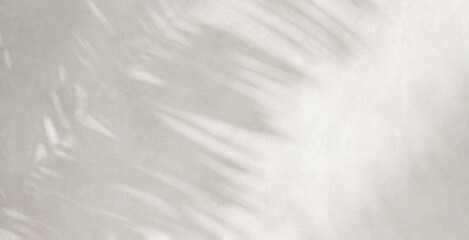Tropical palm tree in sunlight with leaf shadow on blank white stucco texture wall for luxury beauty, fashion, cosmetic, skincare, body care, interior design decoration background 3D