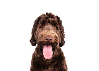 Relaxed Labradoodle dog looking at camera with long pink tongue sticking out. Cute fluffy puppy dog panting. 1 years old, female, Australian Labradoodle, chocolate. Selective focus. White background.