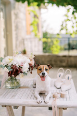 Jack Russell terrier lies on the table next to a bouquet of flowers, the bride shoes and a box with a ring